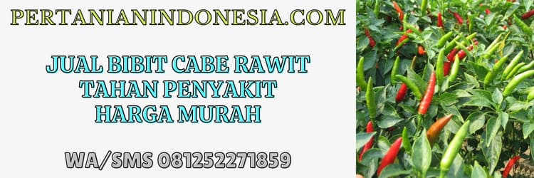 jual,murah,pertanian indonesia,jual bibit cabe,jual bibit cabe rawit tahan penyakit